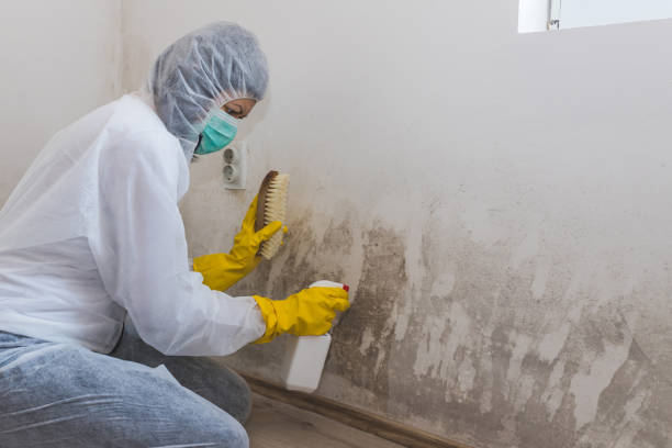 Best Black Mold Removal in USA